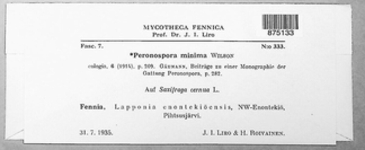 Peronospora minima image
